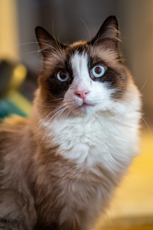 a close up of a cat with blue eyes, a portrait, by Matt Cavotta, shutterstock, a ragdoll cat windsurfing, looking confused, cat donald rumsfeld, two headed cat