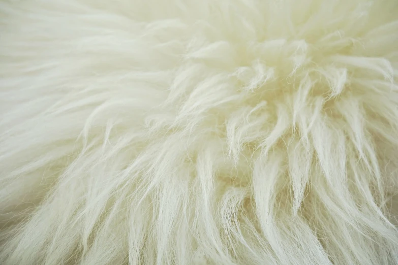 a close up of a furry animal's fur, by Erwin Bowien, hurufiyya, white color scheme, sheep wool, view from bottom to top, pale!