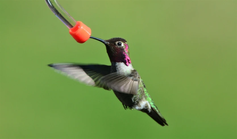 a hummingbird is feeding from a feeder, by Susan Heidi, flickr, purple. smooth shank, bird\'s eye view, bottle, long hook nose