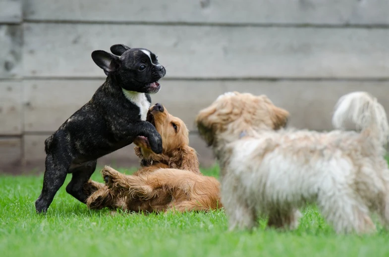a group of dogs playing with each other in the grass, by Jan Tengnagel, shutterstock, baroque, french bulldog, telephoto shot, afp, three