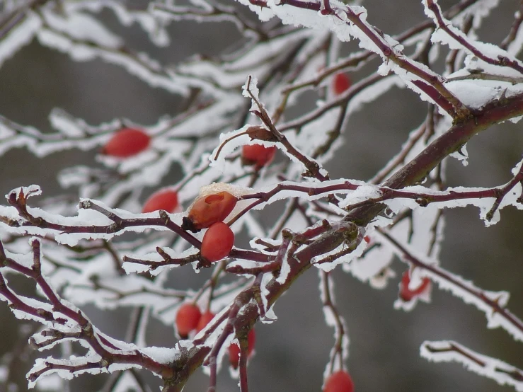 a bird sitting on top of a tree covered in snow, a photo, inspired by Arthur Burdett Frost, rose-brambles, with fruit trees, reds, closeup - view