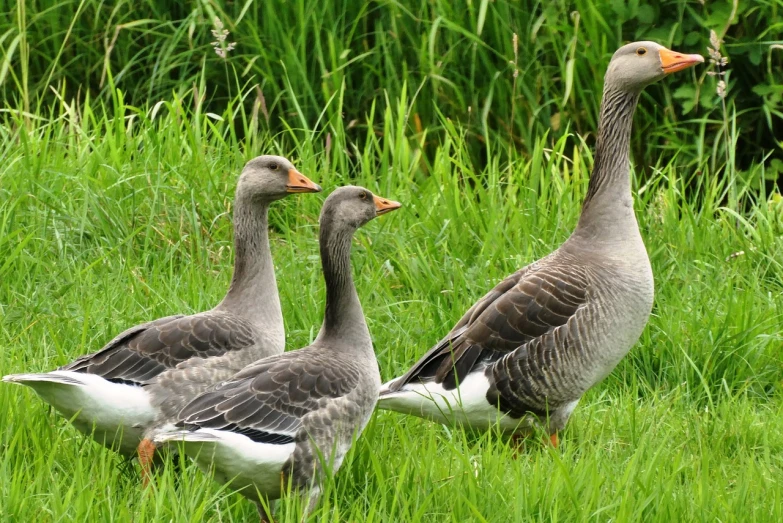 a couple of geese standing on top of a lush green field, a portrait, pixabay, trio, grey, 1 female, varying thickness