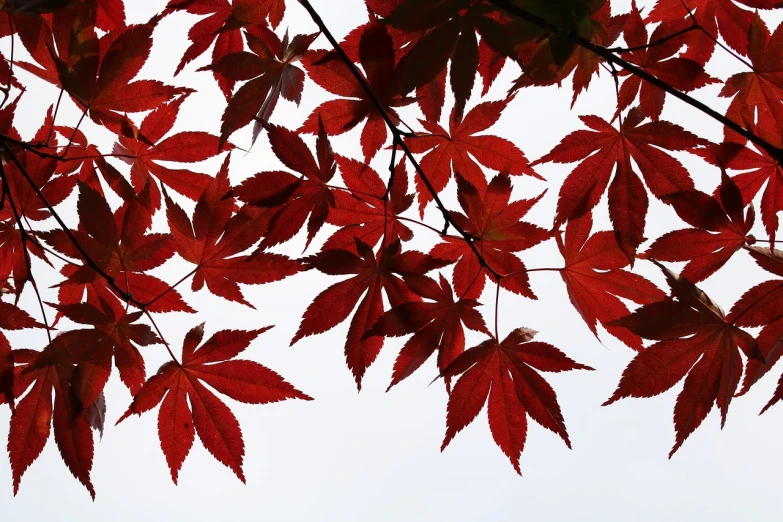 a close up of a tree with red leaves, a photo, sōsaku hanga, with a white background, canadian maple leaves, view from bottom to top, good lighted photo