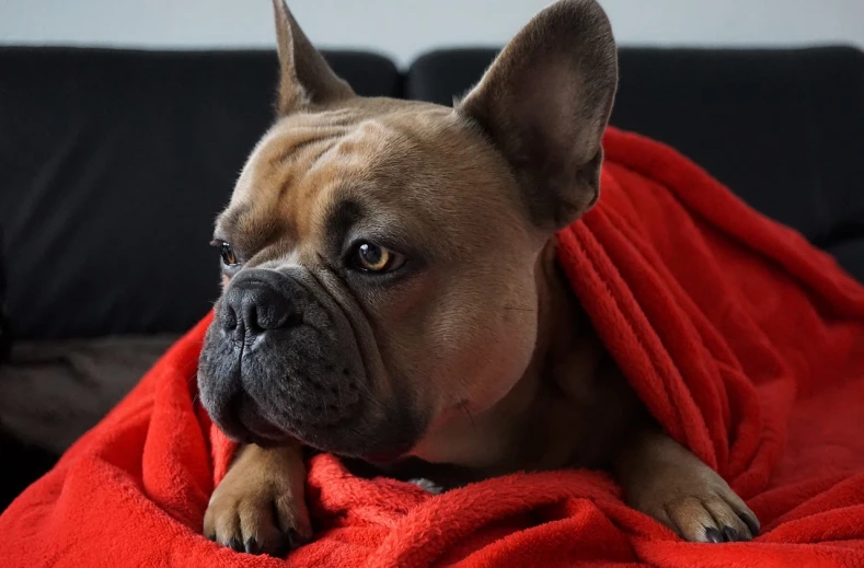 a brown dog laying on top of a red blanket, by Emma Andijewska, pexels, french bulldog, over the shoulder, sweating, cozy under a blanket