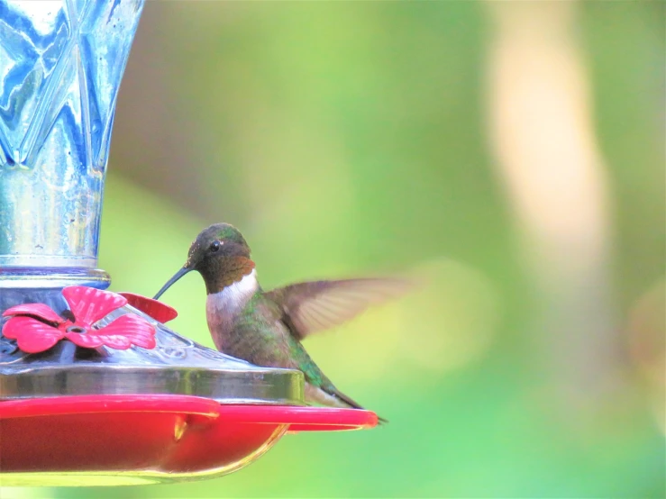 a hummingbird perches on a hummingbird feeder, a photo, pexels, trimmed with a white stripe, high res photo, closeup photo