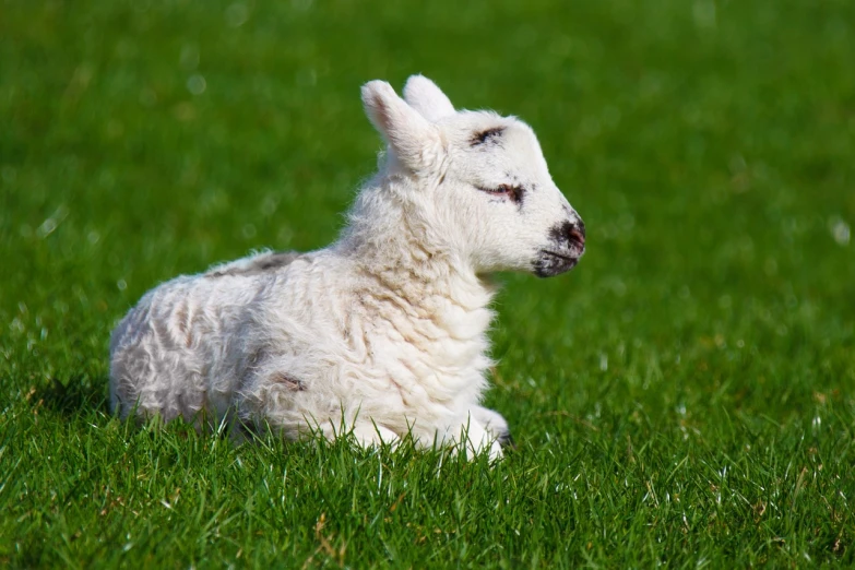 a white lamb laying on top of a lush green field, a picture, by Robert Brackman, shutterstock, warm sunshine, stock photo, high res photo, little bo peep