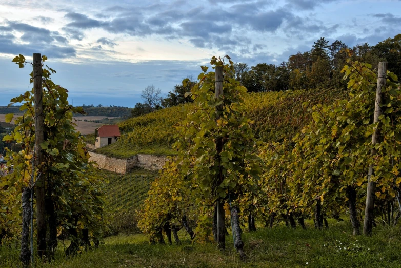 a bunch of vines that are growing in a field, a photo, by Cedric Peyravernay, shutterstock, old village in the distance, autum, st cirq lapopie, evening