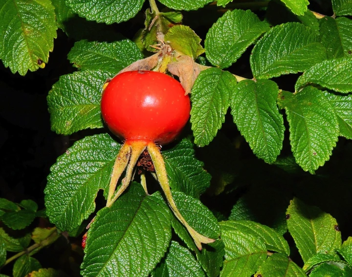 a close up of a fruit on a tree, a photo, renaissance, red rose, wikimedia, various posed, high res photo