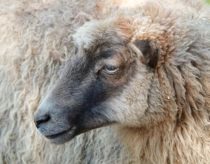 a close up of a sheep with a blurry background, renaissance, highley detailled face, ethereal soft and fuzzy glow, looking old, photo taken in 2018