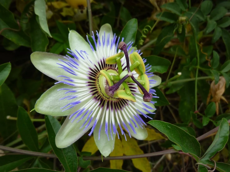 a close up of a flower on a plant, by Gwen Barnard, hurufiyya, passion flower, dominant wihte and blue colours, very very well detailed image, a high angle shot