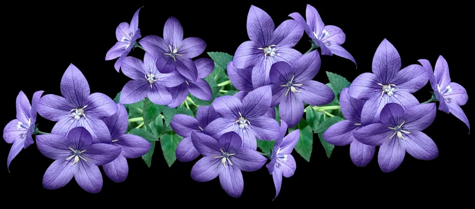 a bunch of purple flowers on a black background, a digital rendering, flickr, lobelia, background natural flower, wide screenshot, beautiful flower