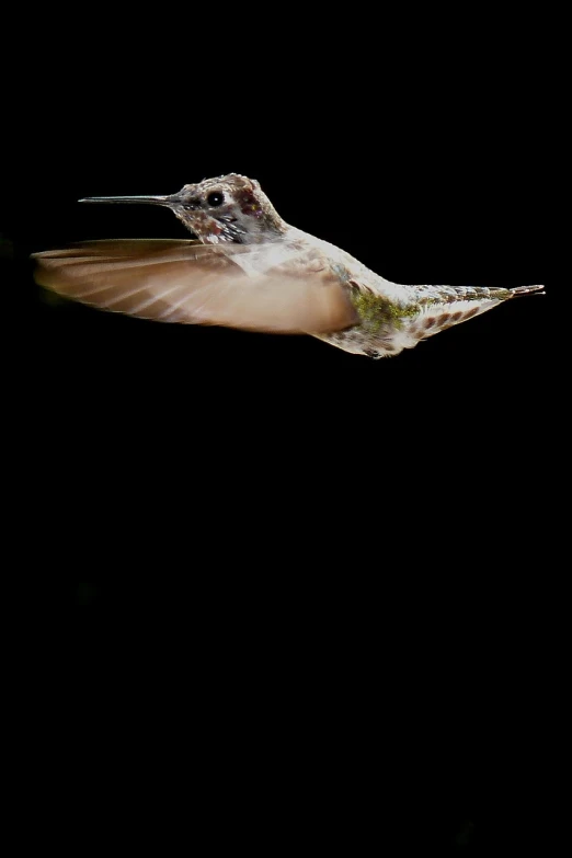 a hummingbird flying through the night sky, a portrait, by Jim Nelson, arabesque, ((sharp focus)), car shot, took on ipad, portrait 4 / 3