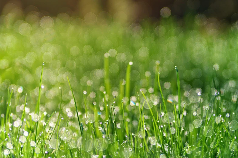 a field of grass with water droplets on it, by Jan Rustem, shutterstock, bokeh!, fairy circles, gardening, spring early morning
