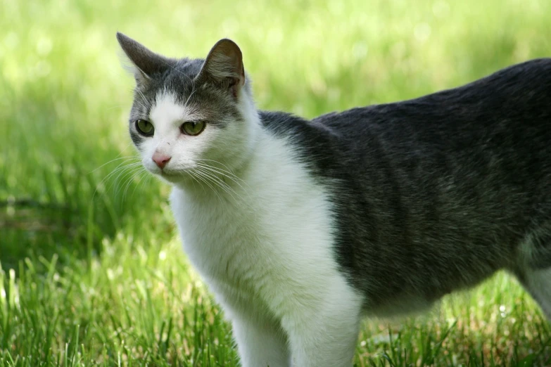 a gray and white cat standing on top of a lush green field, flickr, bauhaus, beautiful smooth oval head, menacing appearance, white ( cat ) girl, real-life tom and jerry