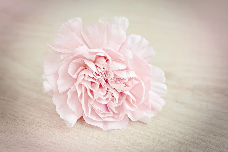 a pink flower sitting on top of a wooden table, romanticism, giant carnation flower head, light pink tonalities, tiffany dover, pastel texture