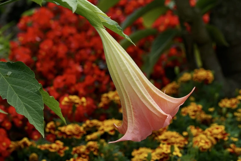 a close up of a flower with a bunch of flowers in the background, inspired by Carpoforo Tencalla, hurufiyya, angel's trumpet, pink and orange colors, very beautiful photo, bells