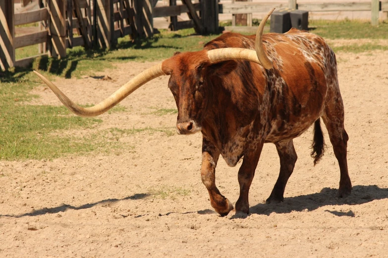 a bull with long horns walking across a dirt field, by Linda Sutton, pexels, arabesque, mexican vaquero, his trunk is a long tentacle, taken in zoo, texas