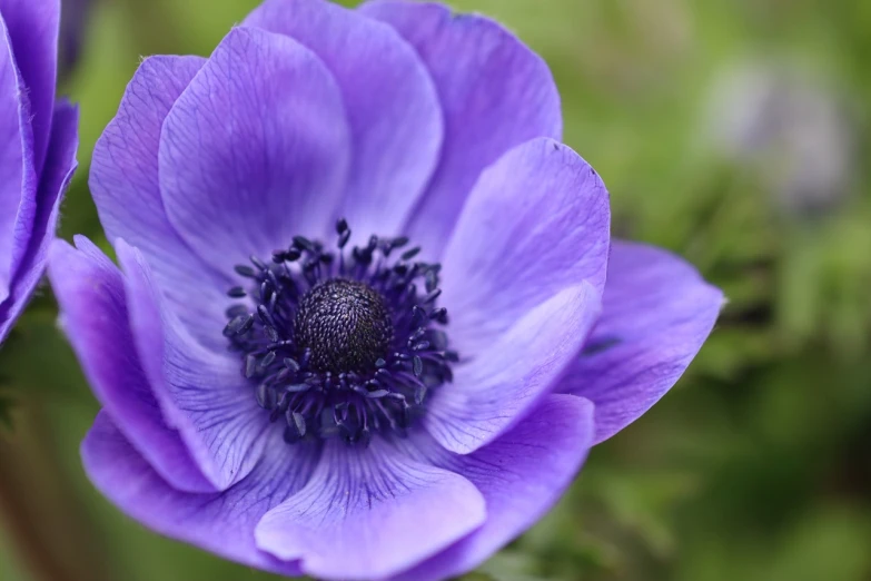 a close up of a purple flower with a green background, anemones, e. h. beatrice blue, kobalt blue, head and shoulder shot