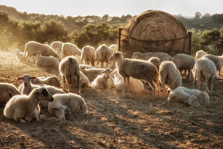 a herd of sheep standing on top of a grass covered field, a picture, shutterstock, romanticism, dramatic golden light, mowing of the hay, traditional corsican, meats on the ground