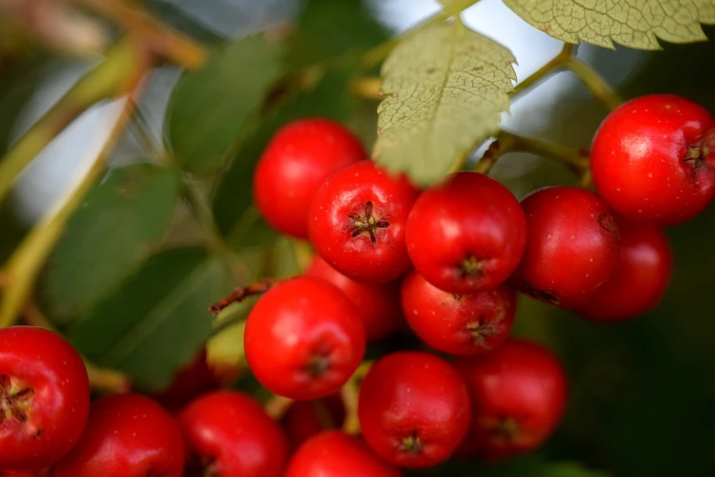 a bunch of red berries hanging from a tree, by Jan Rustem, shutterstock, romanticism, closeup - view, avatar image, close up photo, green bright red