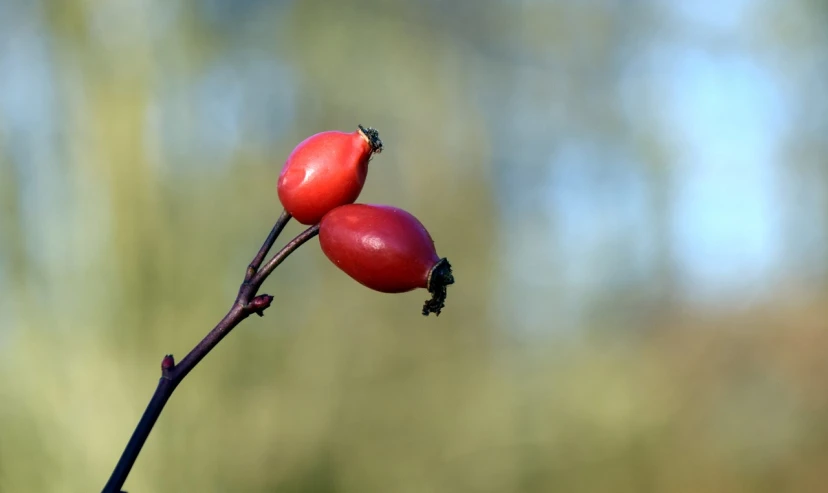 a close up of two red berries on a twig, hips, 3 4 5 3 1, mikko, rose