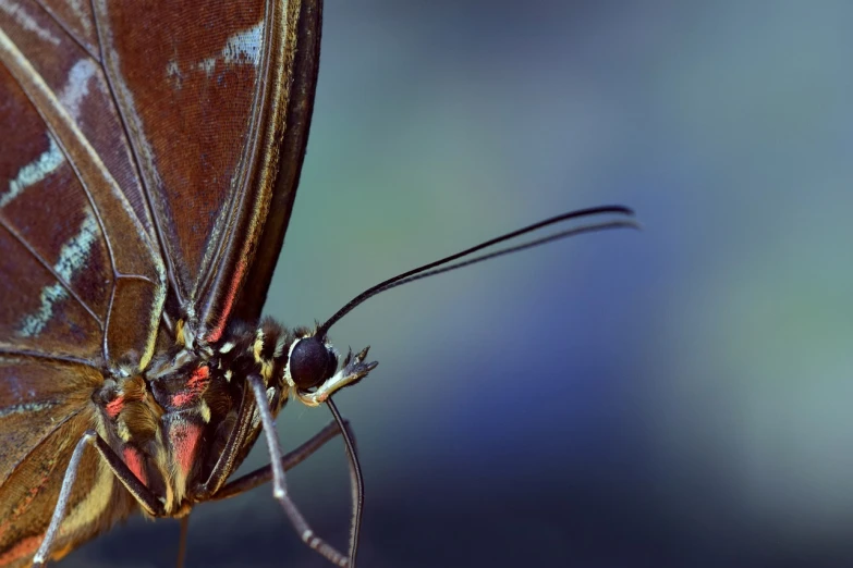 a close up of a butterfly on a flower, a macro photograph, by Dave Allsop, hurufiyya, large mosquito wings, side - view, with long thin antennae, low - angle shot from behind