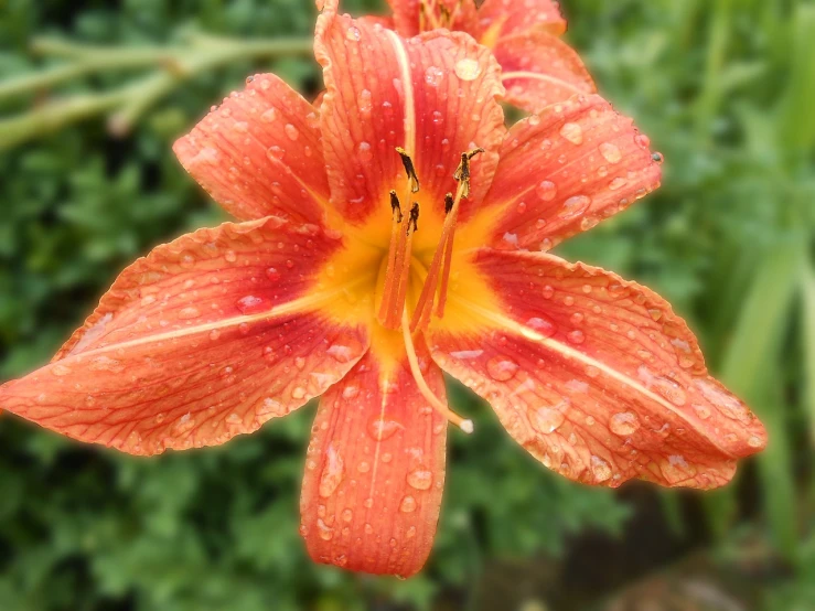 a close up of a flower with water droplets on it, by David Garner, renaissance, red and orange colored, lilies, overcast weather, droplets on the walls