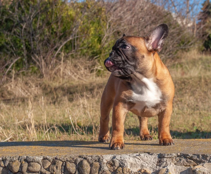 a small brown dog standing on top of a stone wall, a portrait, by Zoran Mušič, shutterstock, figuration libre, french bulldog, licking out, puppy, walking to the right