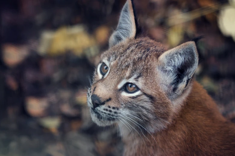 a close up of a cat with a blurry background, by Edward Corbett, trending on pixabay, cute caracal, young lynx, closeup 4k, cub