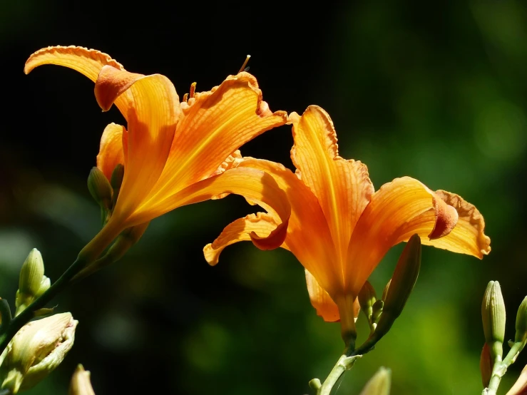 a couple of orange flowers sitting next to each other, by Hans Schwarz, hurufiyya, lilies, sun lighting, flowers with very long petals, alexey egorov