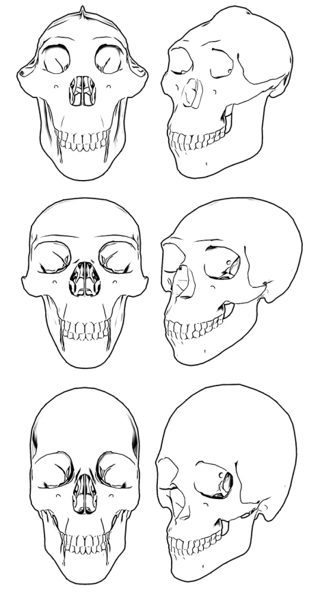 a set of four skulls on a black background, vector art, by Andrei Kolkoutine, reddit, various eyelid positions, human jaw, ahegao, study