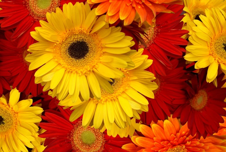 a close up of a bunch of yellow and red flowers, a picture, hi resolution, vibrant & colorful background, very beautiful photo
