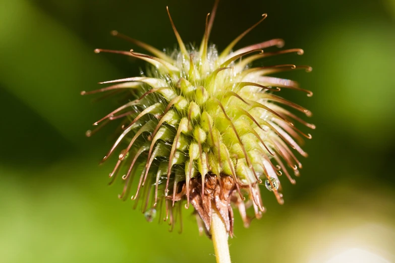 a close up of a plant with water droplets on it, hurufiyya, a humanoid thistle monster, hibernation capsule close-up, highly detailed product photo