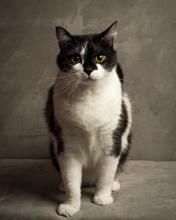 a black and white cat standing in front of a wall, a portrait, photorealism, on a gray background, high res photo, stares at the camera, she is posing
