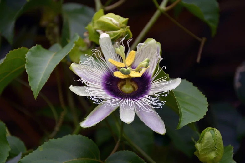 a close up of a flower on a plant, by John Gibson, flickr, hurufiyya, passion fruits, white and purple, waist high, from wikipedia