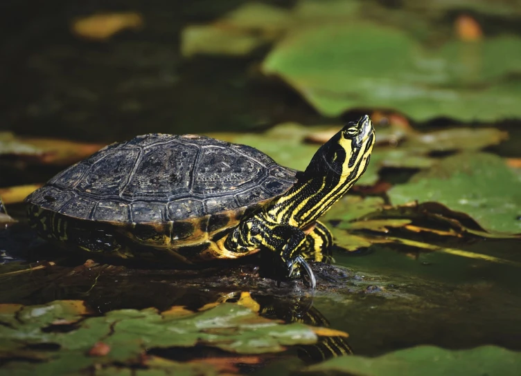 a turtle sitting on top of a leaf covered pond, by Maksimilijan Vanka, pixabay, hurufiyya, cinematic full shot, looking to his left, louisiana, highly dvetailed