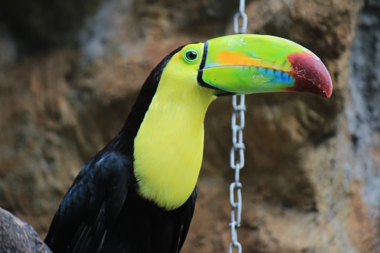 a colorful bird sitting on top of a chain, a portrait, flickr, 6 toucan beaks, black and yellow colors, b - roll, with a pointed chin