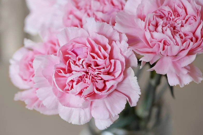 pink carnations in a glass vase on a table, zoomed in, subtle detailing, high quality product image”, closeup photo