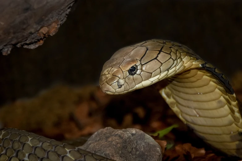 a close up of a snake on the ground, a portrait, by Robert Brackman, cobra, nagas, weta, smooth oval head, けもの