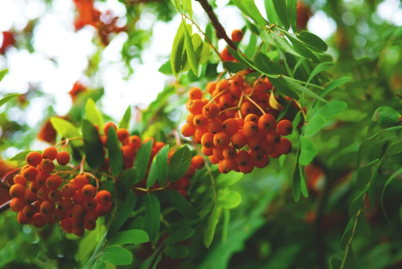 a close up of a bunch of berries on a tree, a digital rendering, pexels, hurufiyya, orange color tone, stock photo, green and red plants, tree of life seed of doubt