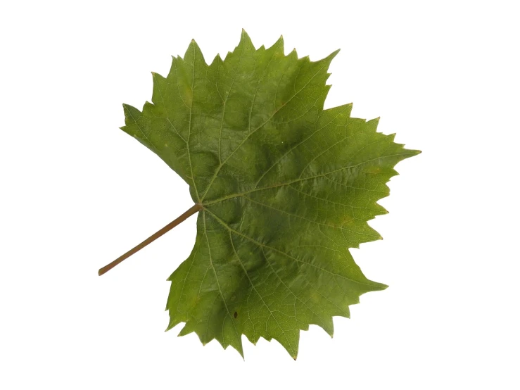 a close up of a leaf on a white background, a picture, product photograph, wine, istockphoto, high detail product photo