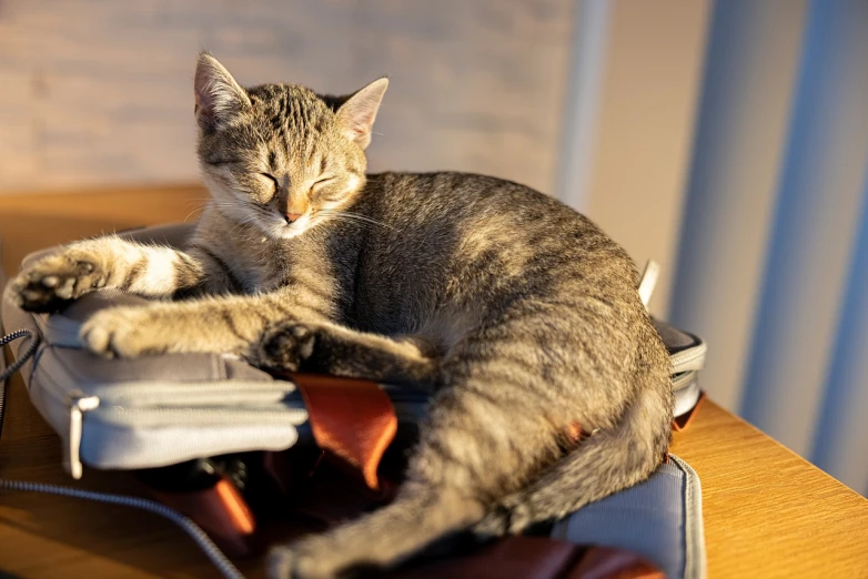 a cat laying on top of a laptop computer, by Maksimilijan Vanka, there is full bedpan next to him, gentle calm doting pose, in suitcase, soft warm light