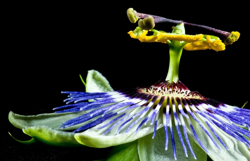 a close up of a flower on a black background, by Howard Butterworth, flickr, arabesque, passion fruits, highly detailed product photo, clematis theme banner, carnivorous plant