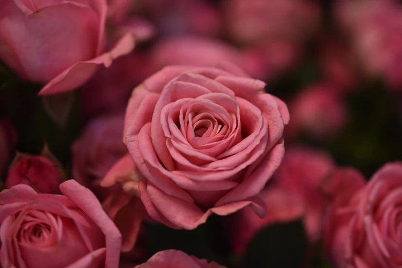 a close up of a bunch of pink roses, romanticism, single color, flowercore, in style of kyrill kotashev, alexis flower