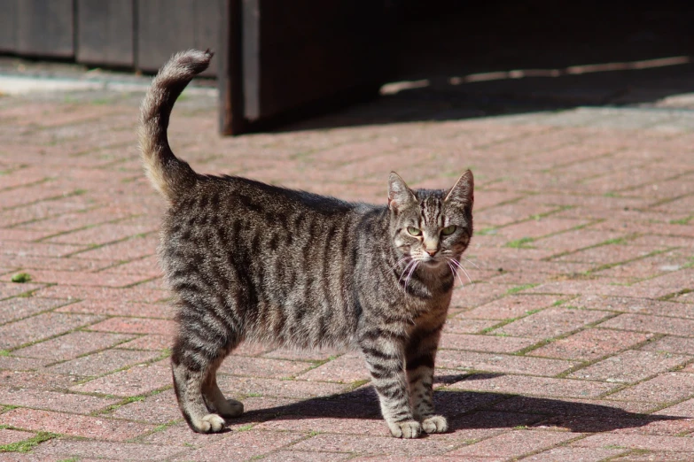 a gray and black cat standing on a brick walkway, by Carlo Martini, flickr, mingei, tiger, !female, a broad shouldered, twirly