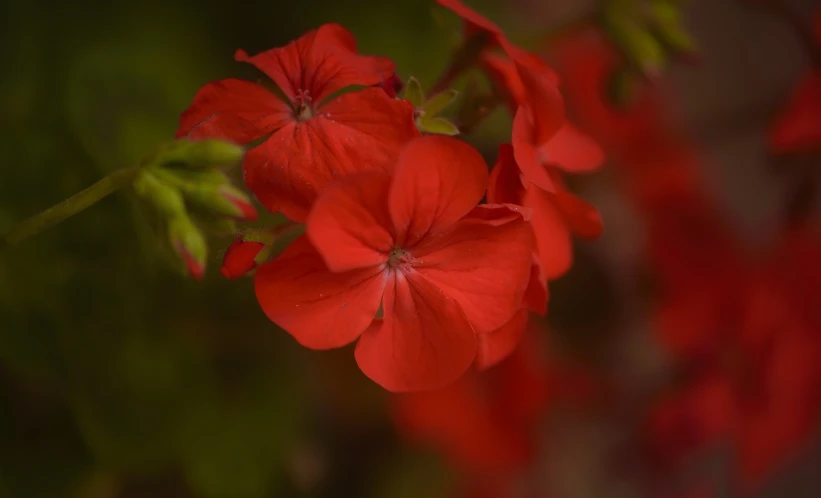 a close up of a red flower on a plant, by Stefan Gierowski, lobelia, warm shading, shady look, coral red