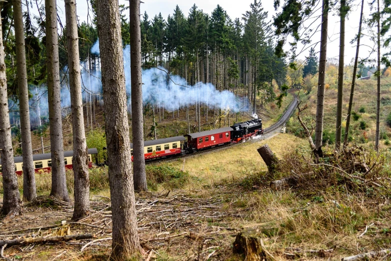 a train traveling through a forest filled with trees, a portrait, by Dietmar Damerau, flickr, happening, 🕹️ 😎 🔫 🤖 🚬, full of steaming coffee, on the coast, black and yellow and red scheme