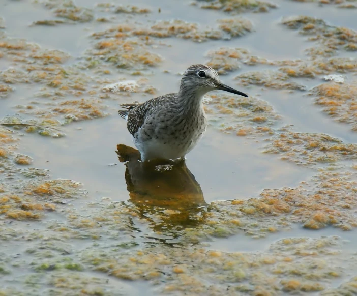 a bird that is standing in some water, arabesque, ultra detailed photo, very very well detailed image, high res photo