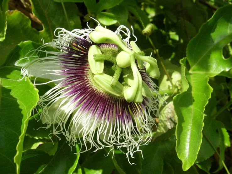 a close up of a flower on a tree, by Robert Brackman, flickr, hurufiyya, passion fruits, kiss, full body close-up shot, a plant monster