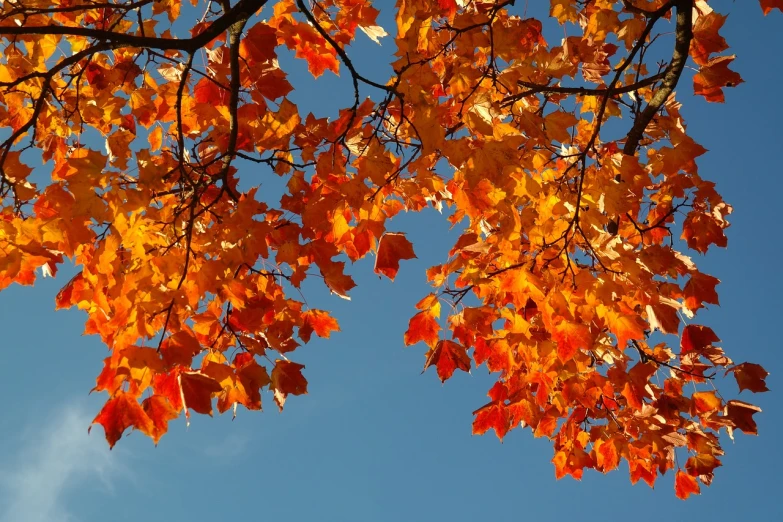 orange and yellow leaves against a blue sky, by David Garner, hurufiyya, canadian maple leaves, orange and red sky, blue and orange, arbor